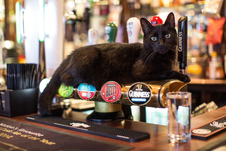We Made A Book About Cats In London Pubs