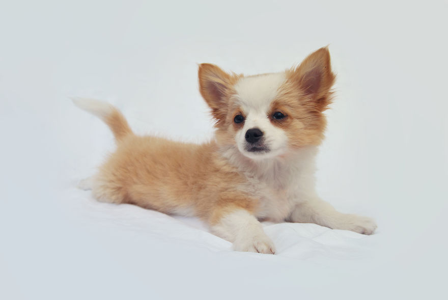 I Photographed My Pets In These Adorable Photoshoots