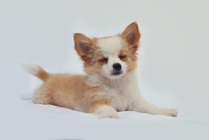 I Photographed My Pets In These Adorable Photoshoots