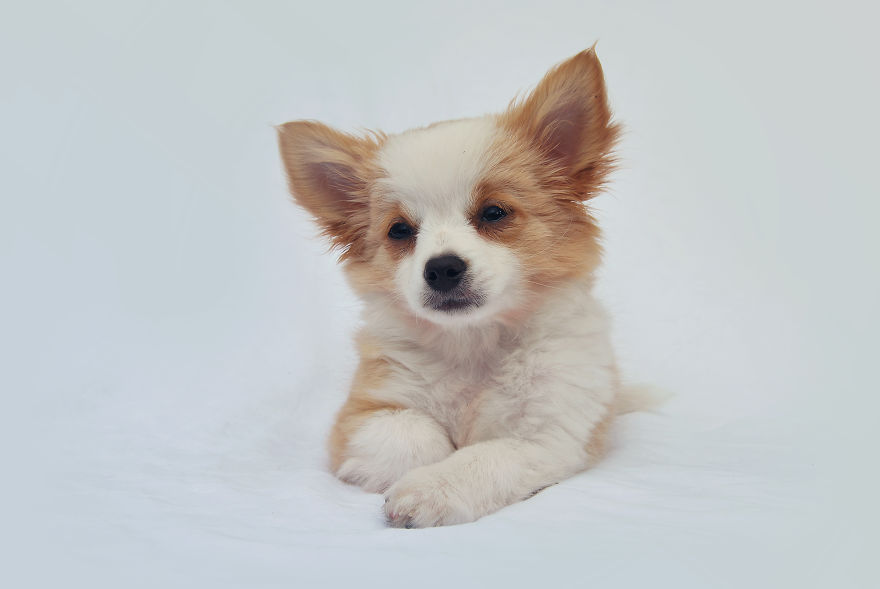 I Photographed My Pets In These Adorable Photoshoots