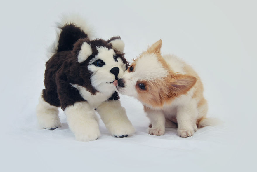 I Photographed My Pets In These Adorable Photoshoots