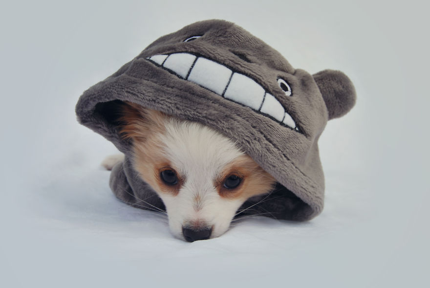 I Photographed My Pets In These Adorable Photoshoots