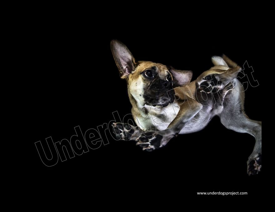 The Underdogs Project! A Project Designed To Help Raise Funds For Animal Welfare. Creative Photography To Get Your Attention! Please Help Your Animal Rescues! Www.underdogsproject.com