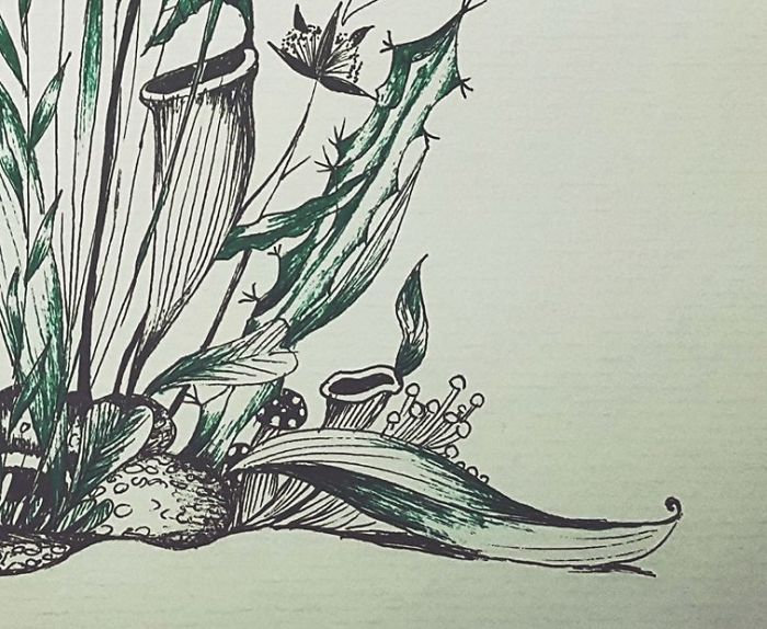 How Many Plants That You Can See? Names?