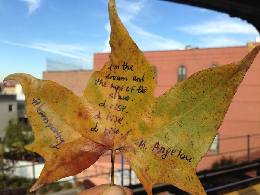 I Left 86 Leaves With Handwritten Poetry In NYC Parks For People To Find I Left 86 Leaves With Handwritten Poetry In NYC Parks For People To Find