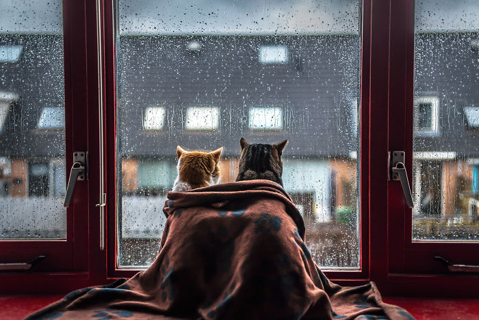 Hago fotos de mis gatos mirando por la ventana cada vez que llueve