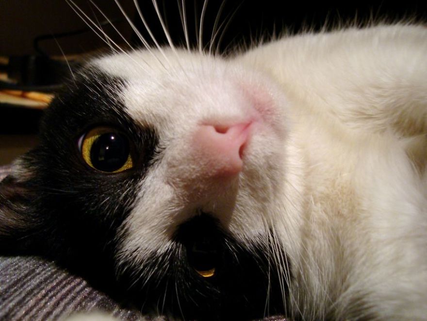 I Capture The Beautiful Character Of Shelter Cats I Capture The Beautiful Character Of Shelter Cats