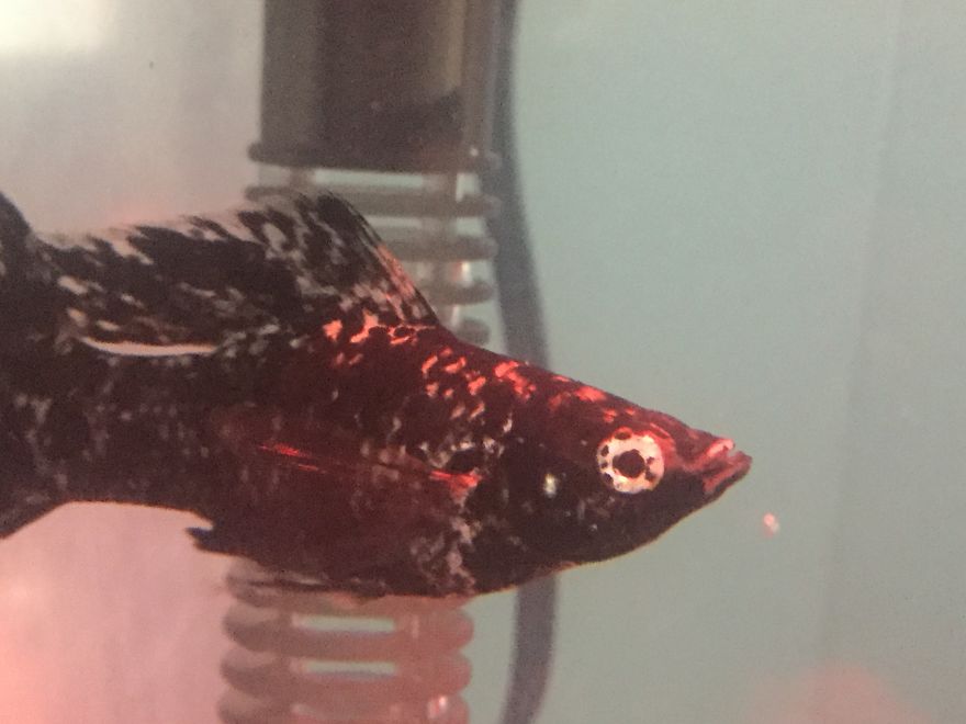 I Spent A Long Time Asking, And I Finally Got What I Asked For...my Own Fish!!! I Spent A Long Time Asking, And I Finally Got What I Asked For...my Own Fish!!!
