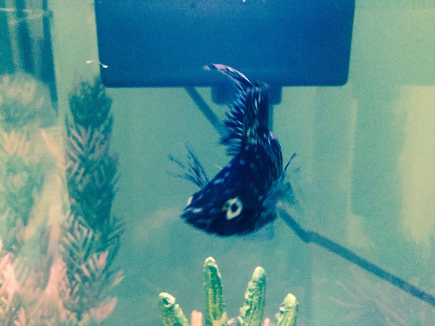 I Spent A Long Time Asking, And I Finally Got What I Asked For...my Own Fish!!! I Spent A Long Time Asking, And I Finally Got What I Asked For...my Own Fish!!!