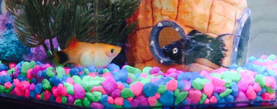 I Spent A Long Time Asking, And I Finally Got What I Asked For...my Own Fish!!! I Spent A Long Time Asking, And I Finally Got What I Asked For...my Own Fish!!!