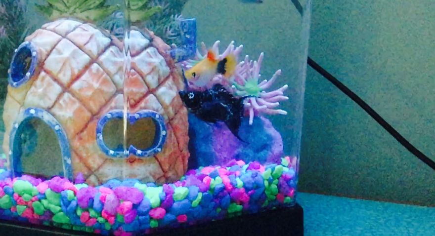 I Spent A Long Time Asking, And I Finally Got What I Asked For...my Own Fish!!! I Spent A Long Time Asking, And I Finally Got What I Asked For...my Own Fish!!!