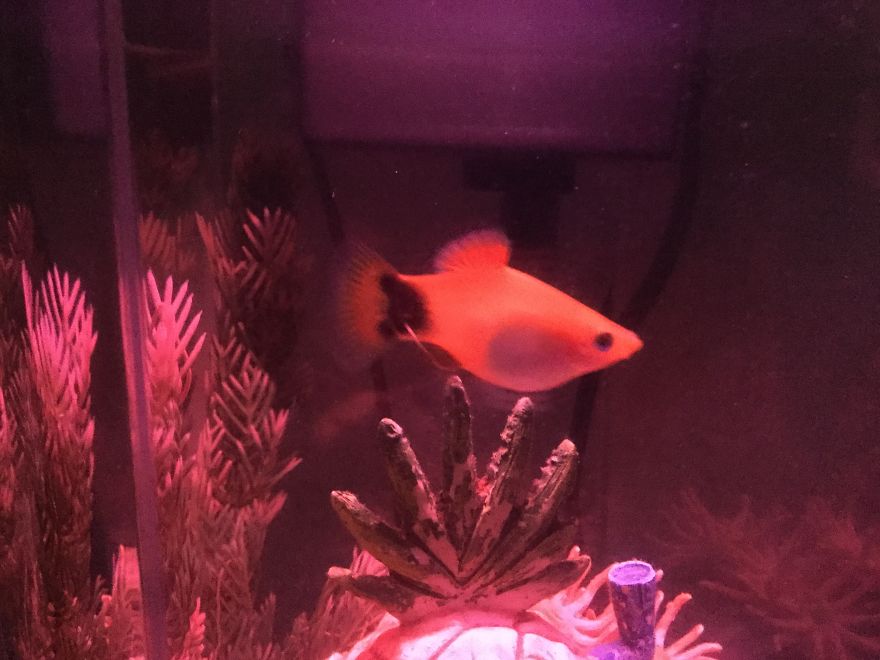 I Spent A Long Time Asking, And I Finally Got What I Asked For...my Own Fish!!! I Spent A Long Time Asking, And I Finally Got What I Asked For...my Own Fish!!!