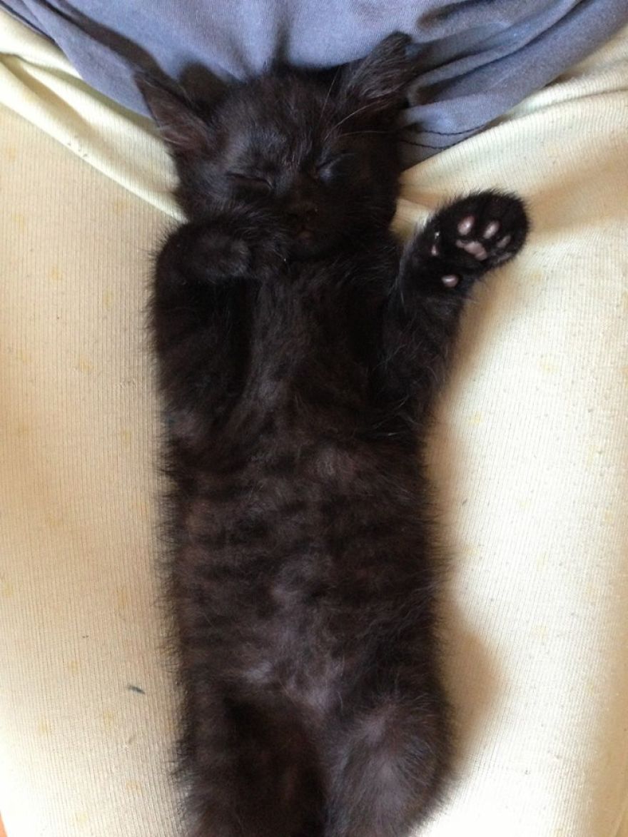 I Started My Fashion Line Because My Cat Had F.i.p. I Started My Fashion Line Because My Cat Had F.i.p.