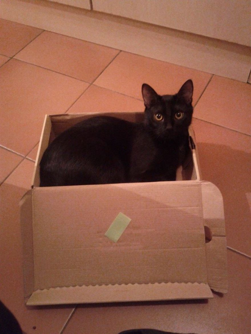 I Started My Fashion Line Because My Cat Had F.i.p. I Started My Fashion Line Because My Cat Had F.i.p.