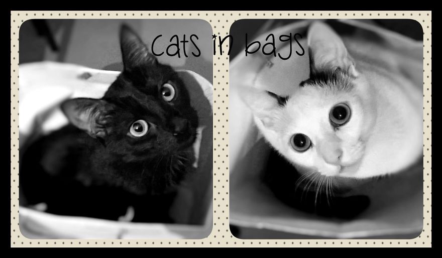 I Started My Fashion Line Because My Cat Had F.i.p. I Started My Fashion Line Because My Cat Had F.i.p.