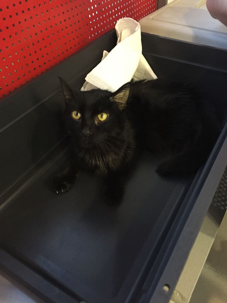 I Started My Fashion Line Because My Cat Had F.i.p. I Started My Fashion Line Because My Cat Had F.i.p.