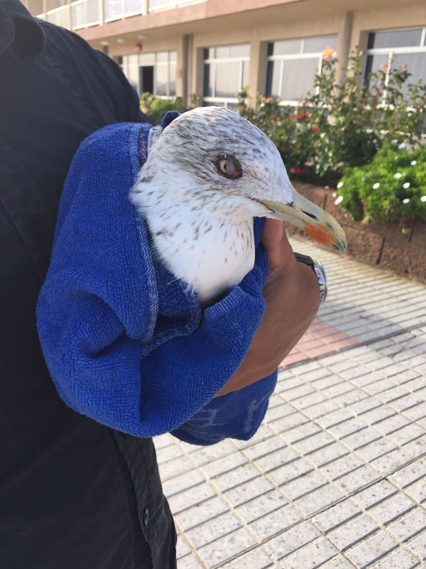 We Saved A Seagull That Refused To Fly We Saved A Seagull That Refused To Fly