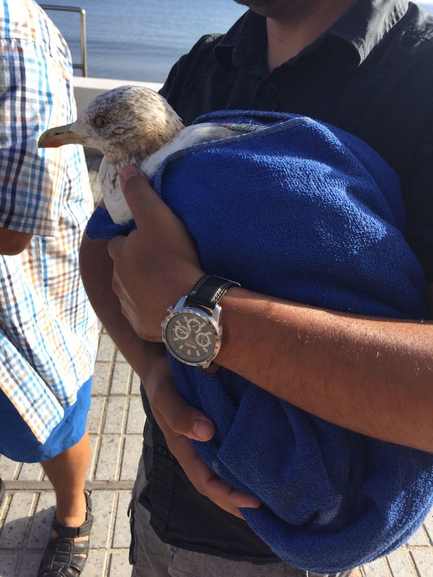 We Saved A Seagull That Refused To Fly We Saved A Seagull That Refused To Fly