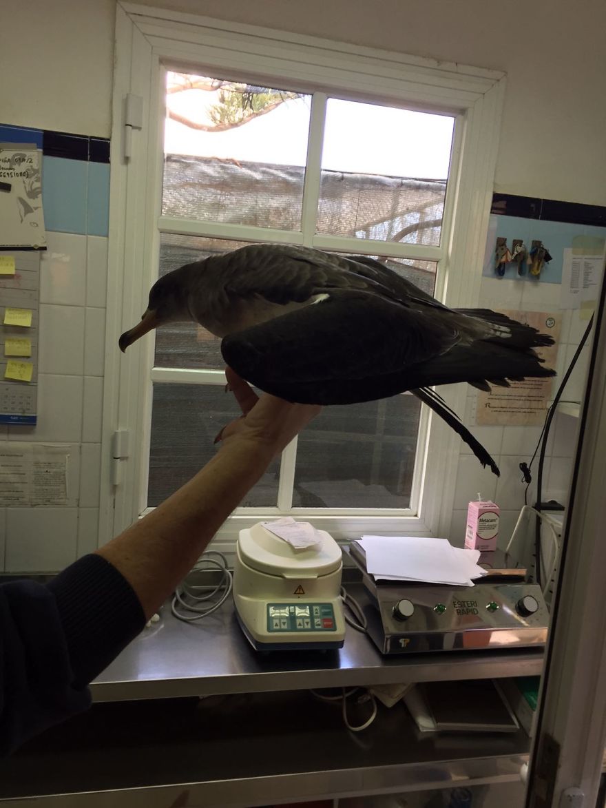 We Saved A Seagull That Refused To Fly We Saved A Seagull That Refused To Fly