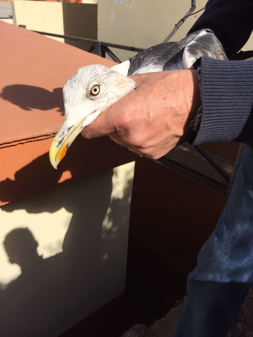 We Saved A Seagull That Refused To Fly We Saved A Seagull That Refused To Fly