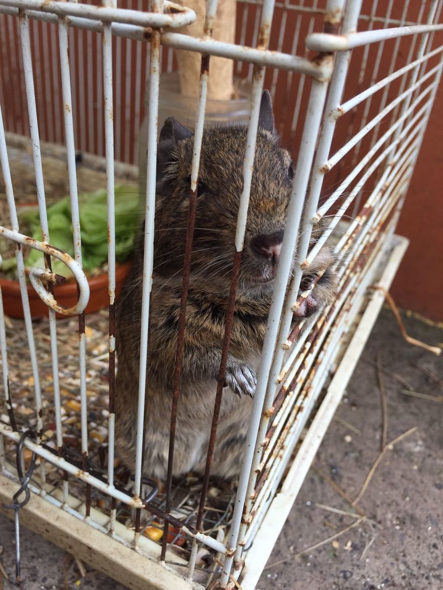 We Saved A Seagull That Refused To Fly We Saved A Seagull That Refused To Fly