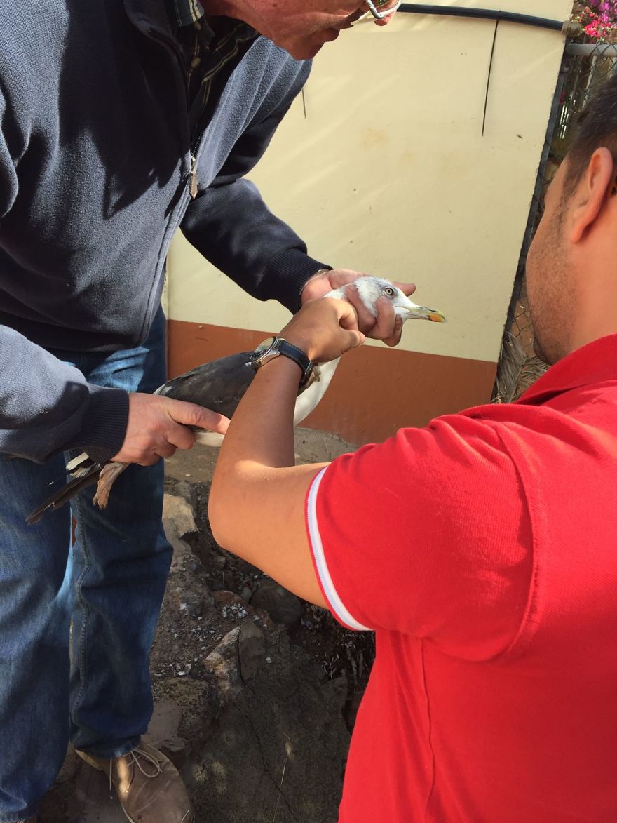 We Saved A Seagull That Refused To Fly We Saved A Seagull That Refused To Fly