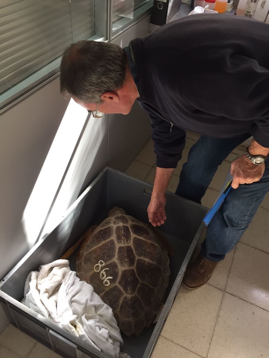 We Saved A Seagull That Refused To Fly We Saved A Seagull That Refused To Fly