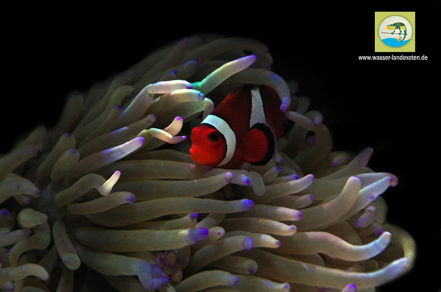 My Clownfish Loves To Cuddle His Anemone