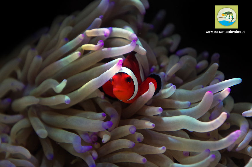 My Clownfish Loves To Cuddle His Anemone