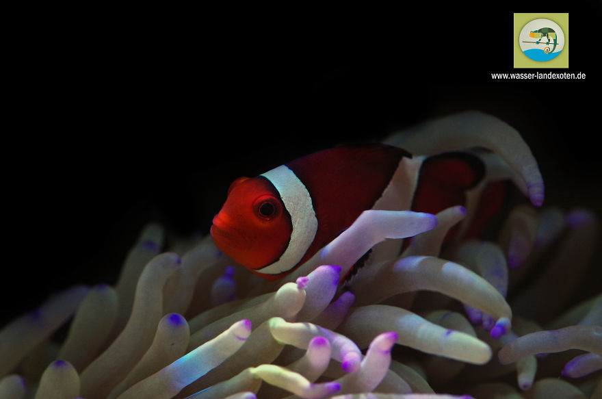My Clownfish Loves To Cuddle His Anemone