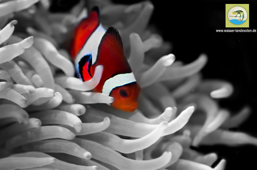 My Clownfish Loves To Cuddle His Anemone