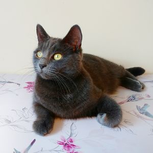pafgreycat avatar