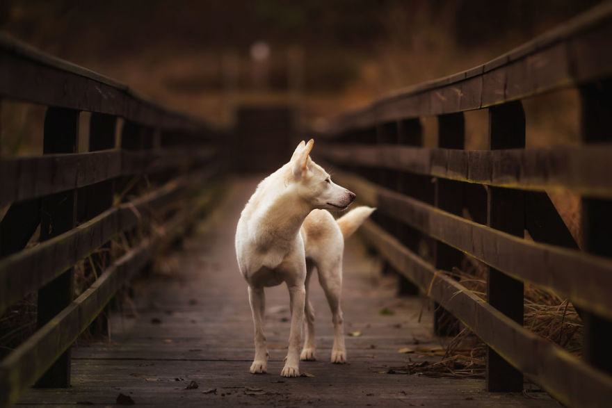 You Don’t Have To Be Purebred To Become The Next Dog Top Model