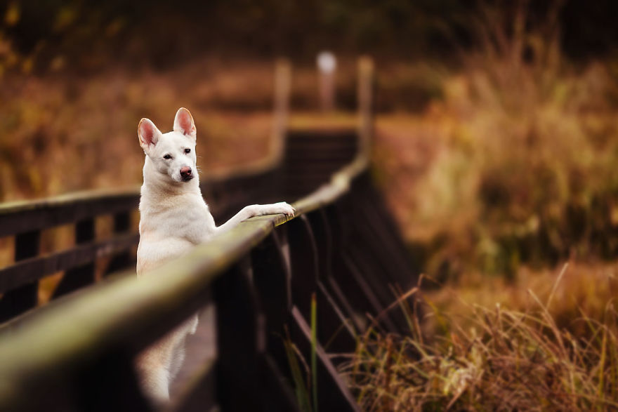 You Don’t Have To Be Purebred To Become The Next Dog Top Model