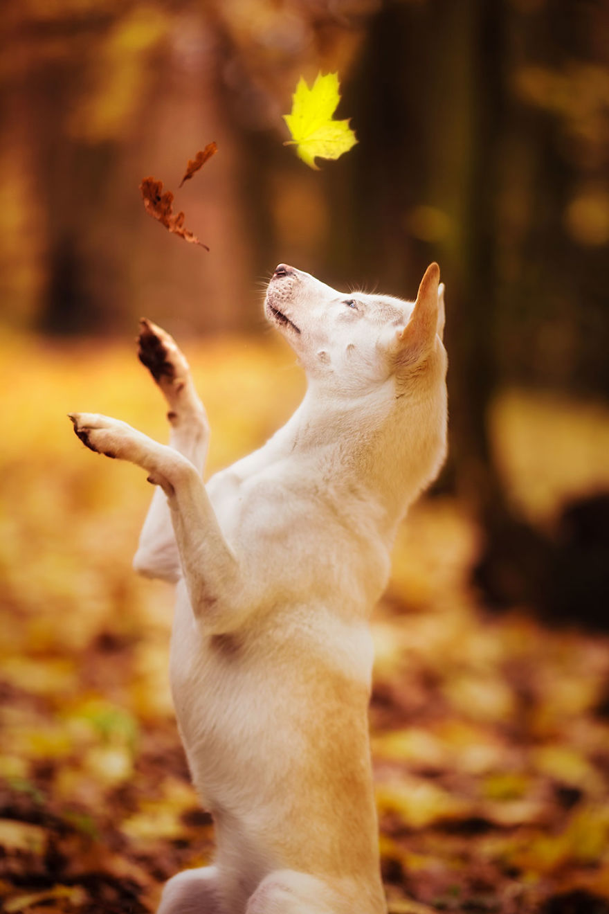 You Don’t Have To Be Purebred To Become The Next Dog Top Model