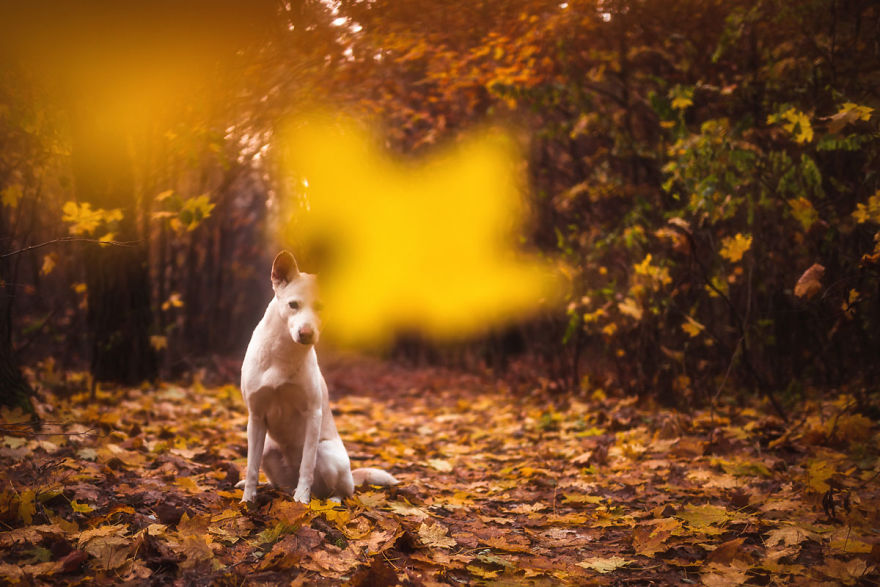 You Don’t Have To Be Purebred To Become The Next Dog Top Model