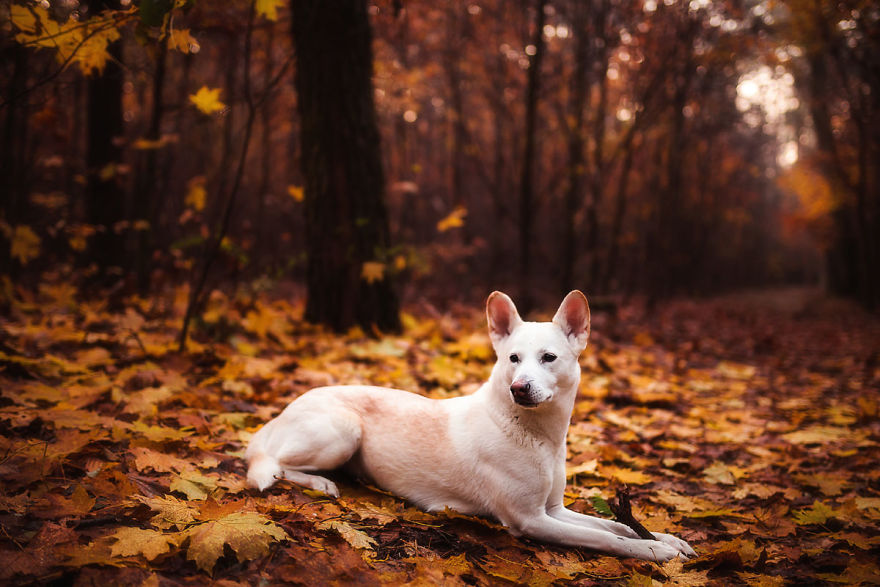 You Don’t Have To Be Purebred To Become The Next Dog Top Model
