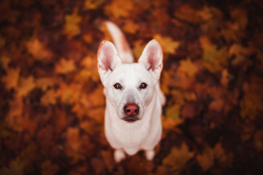 You Don’t Have To Be Purebred To Become The Next Dog Top Model You Don’t Have To Be Purebred To Become The Next Dog Top Model