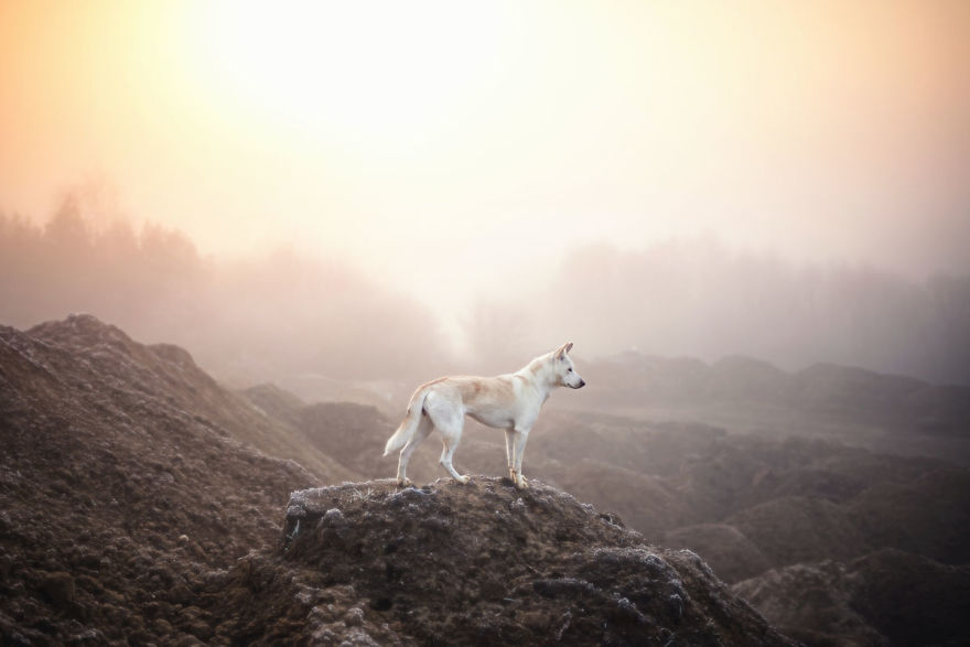 You Don’t Have To Be Purebred To Become The Next Dog Top Model