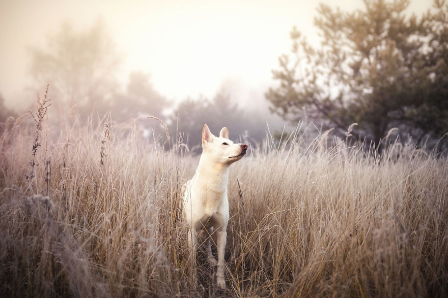 You Don’t Have To Be Purebred To Become The Next Dog Top Model