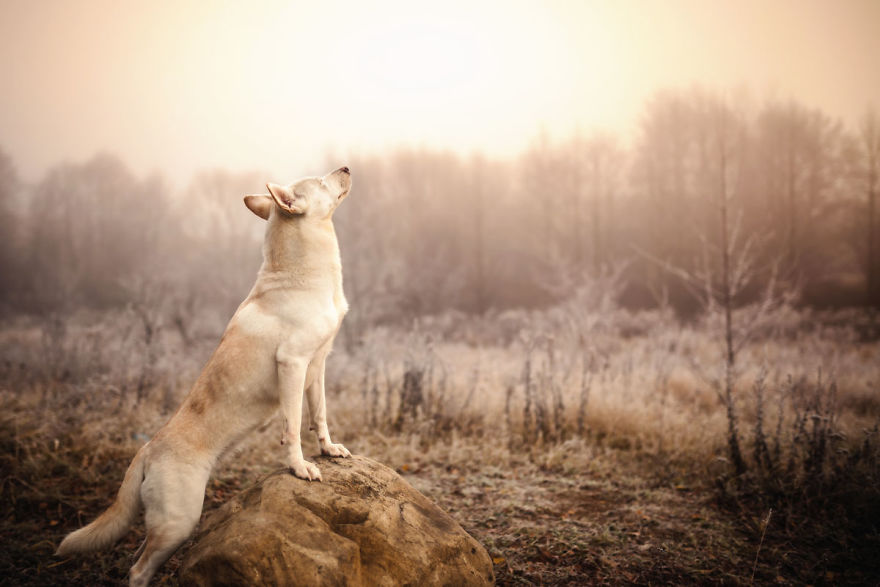 You Don’t Have To Be Purebred To Become The Next Dog Top Model