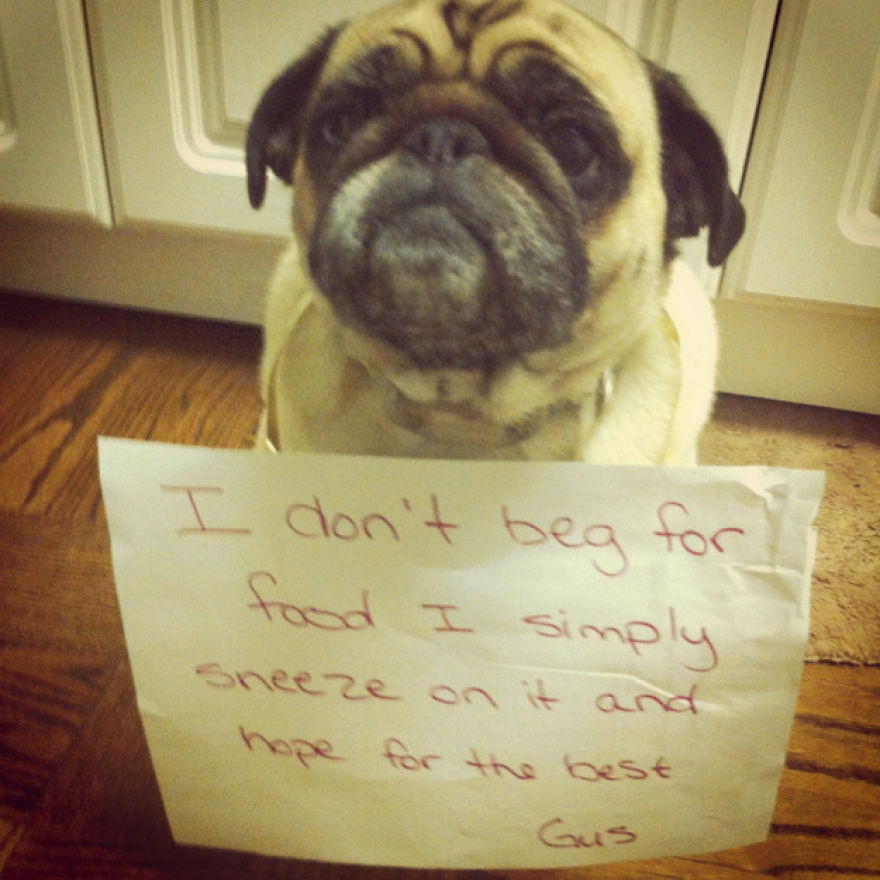 10 Reasons Why Pugs Rule Dogshaming