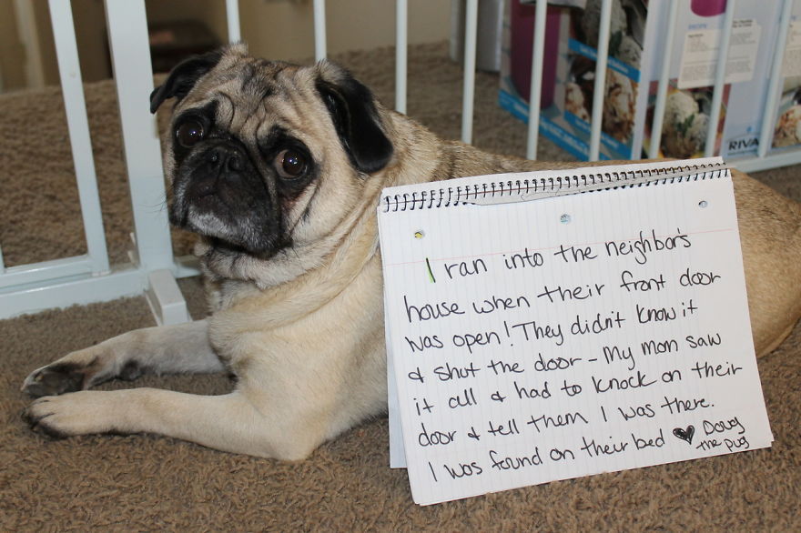 10 Reasons Why Pugs Rule Dogshaming