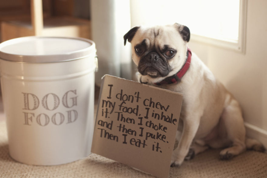 10 Reasons Why Pugs Rule Dogshaming 10 Reasons Why Pugs Rule Dogshaming