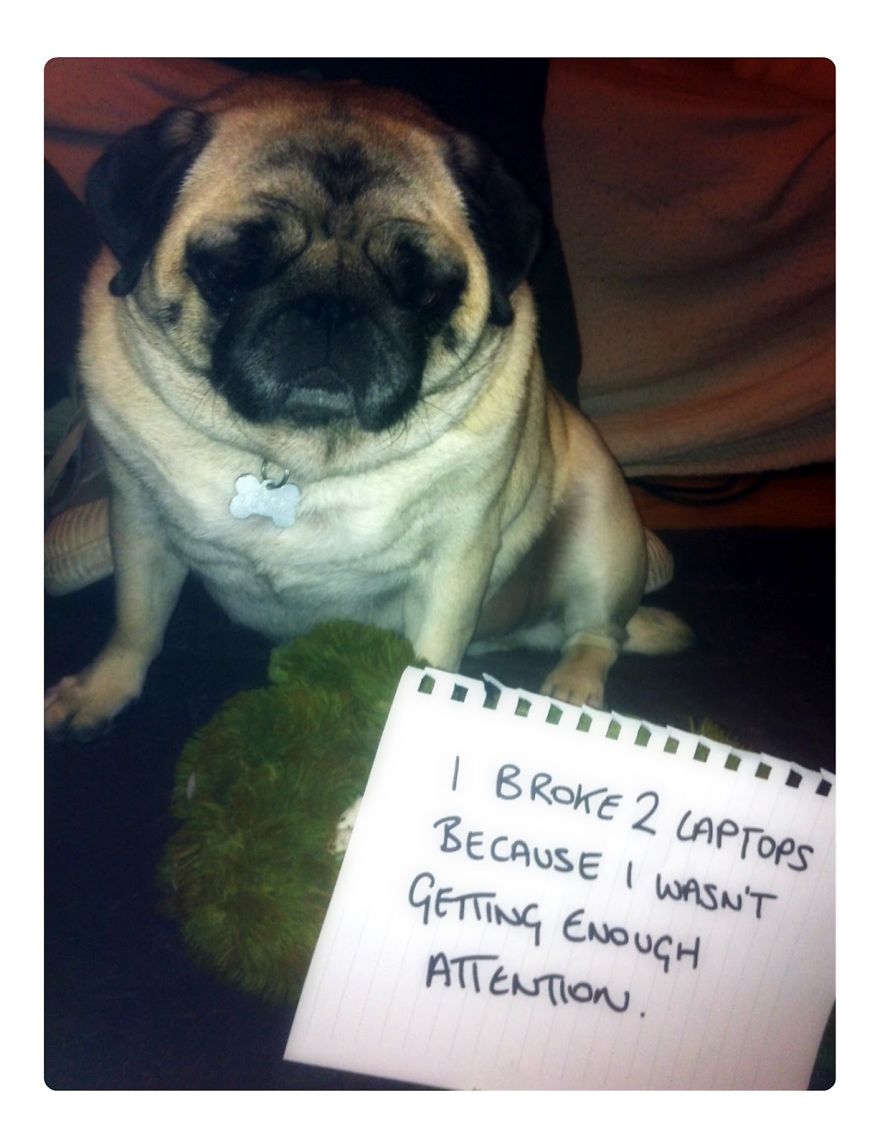 10 Reasons Why Pugs Rule Dogshaming