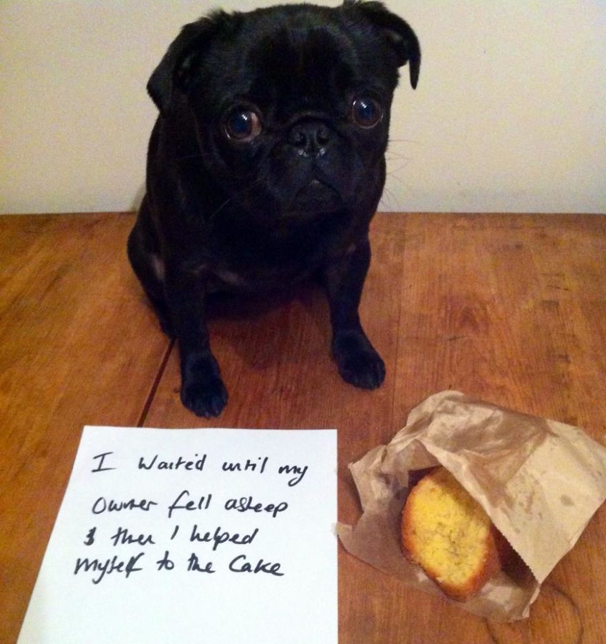 10 Reasons Why Pugs Rule Dogshaming 10 Reasons Why Pugs Rule Dogshaming