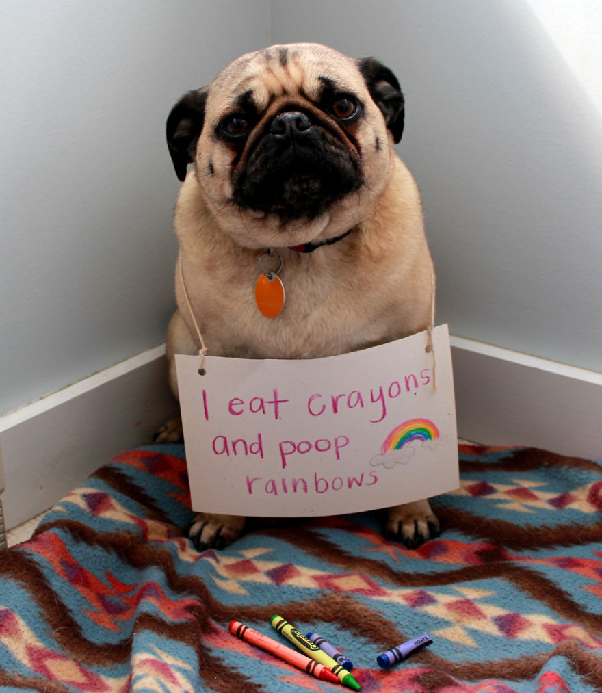 10 Reasons Why Pugs Rule Dogshaming