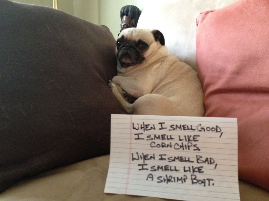 10 Reasons Why Pugs Rule Dogshaming