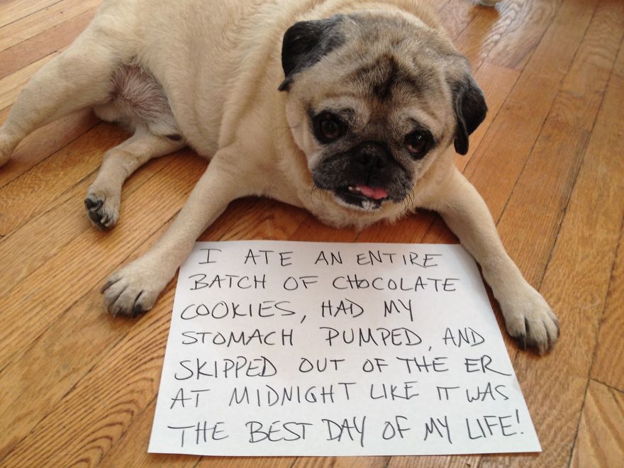 10 Reasons Why Pugs Rule Dogshaming 10 Reasons Why Pugs Rule Dogshaming