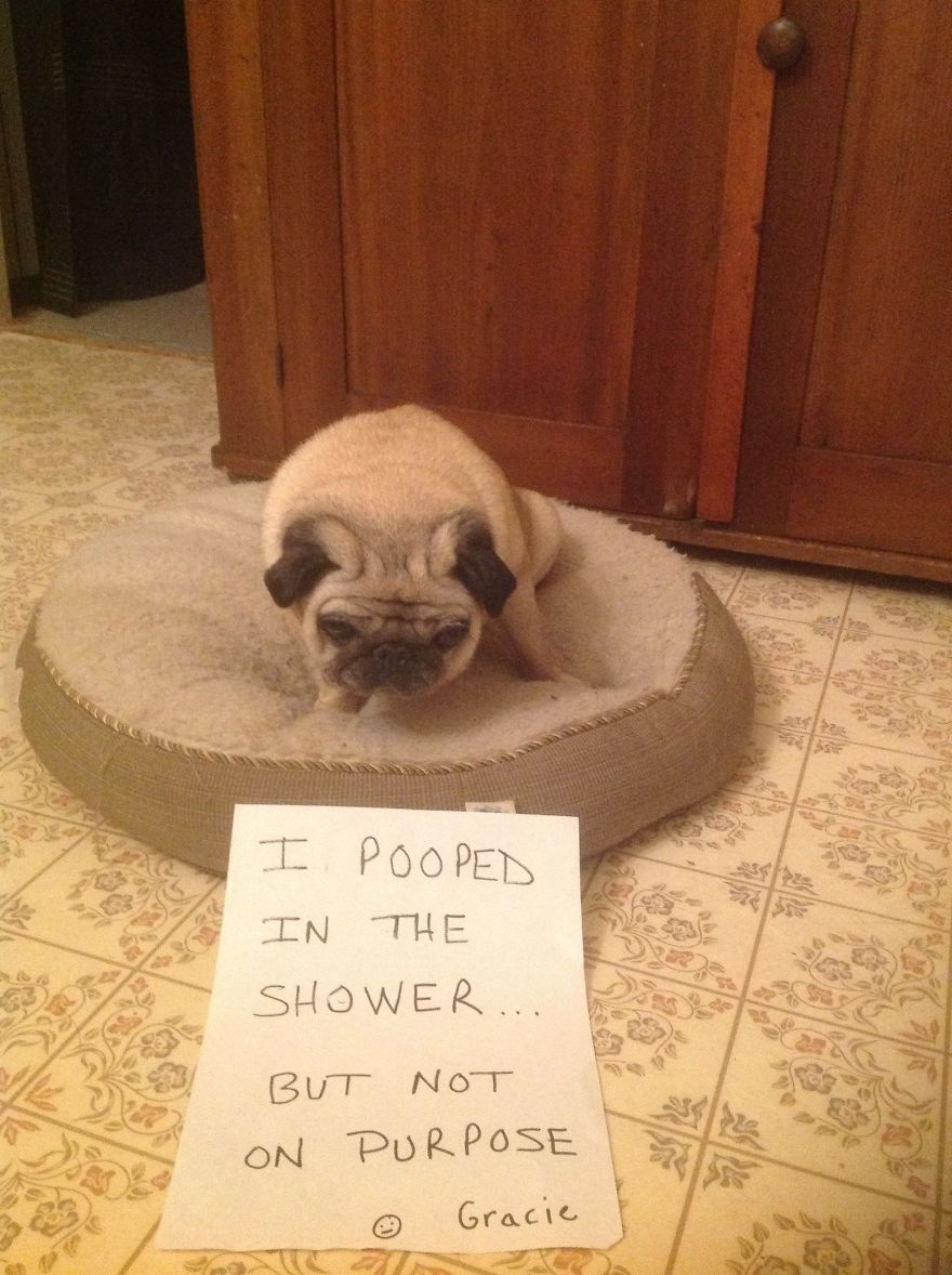 10 Reasons Why Pugs Rule Dogshaming 10 Reasons Why Pugs Rule Dogshaming